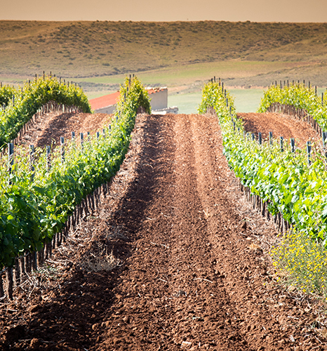 Bodegas Valssira