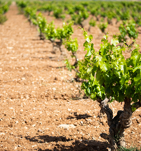 Bodegas Valssira