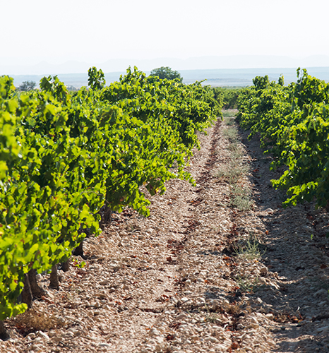 Bodegas Valssira