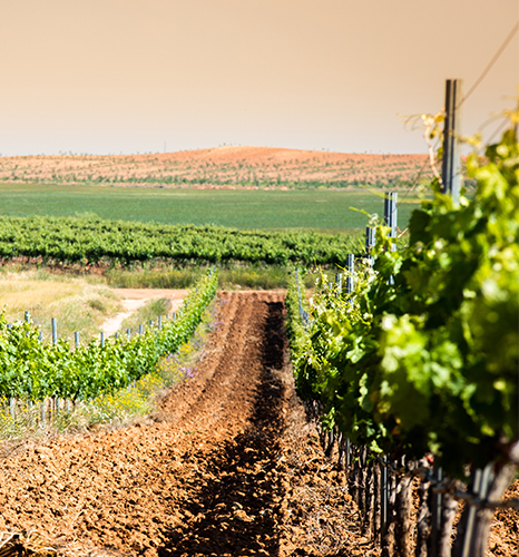 Bodegas Valssira