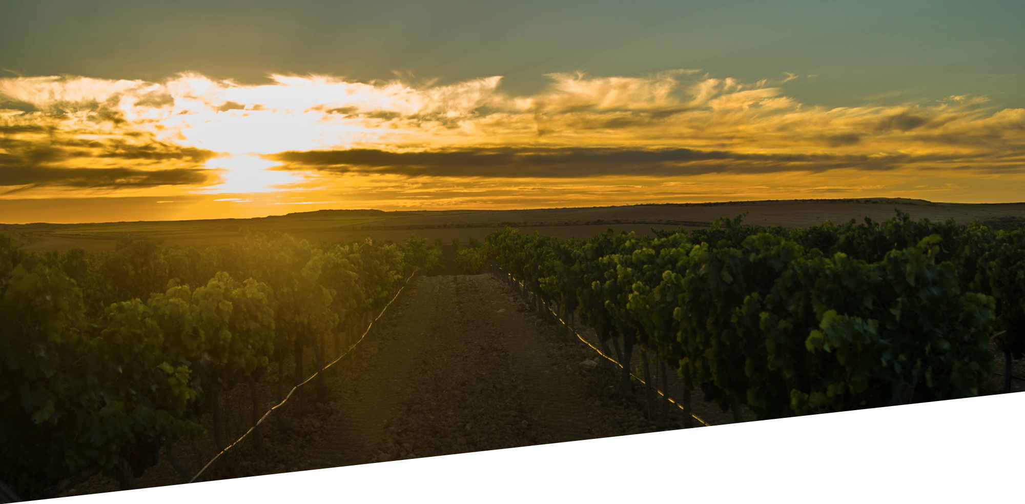 Bodegas Valssira